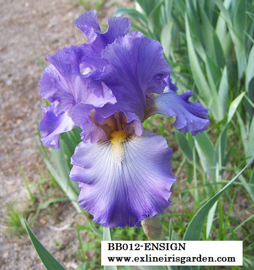 The flower Ensign - Border Bearded Iris (BB)