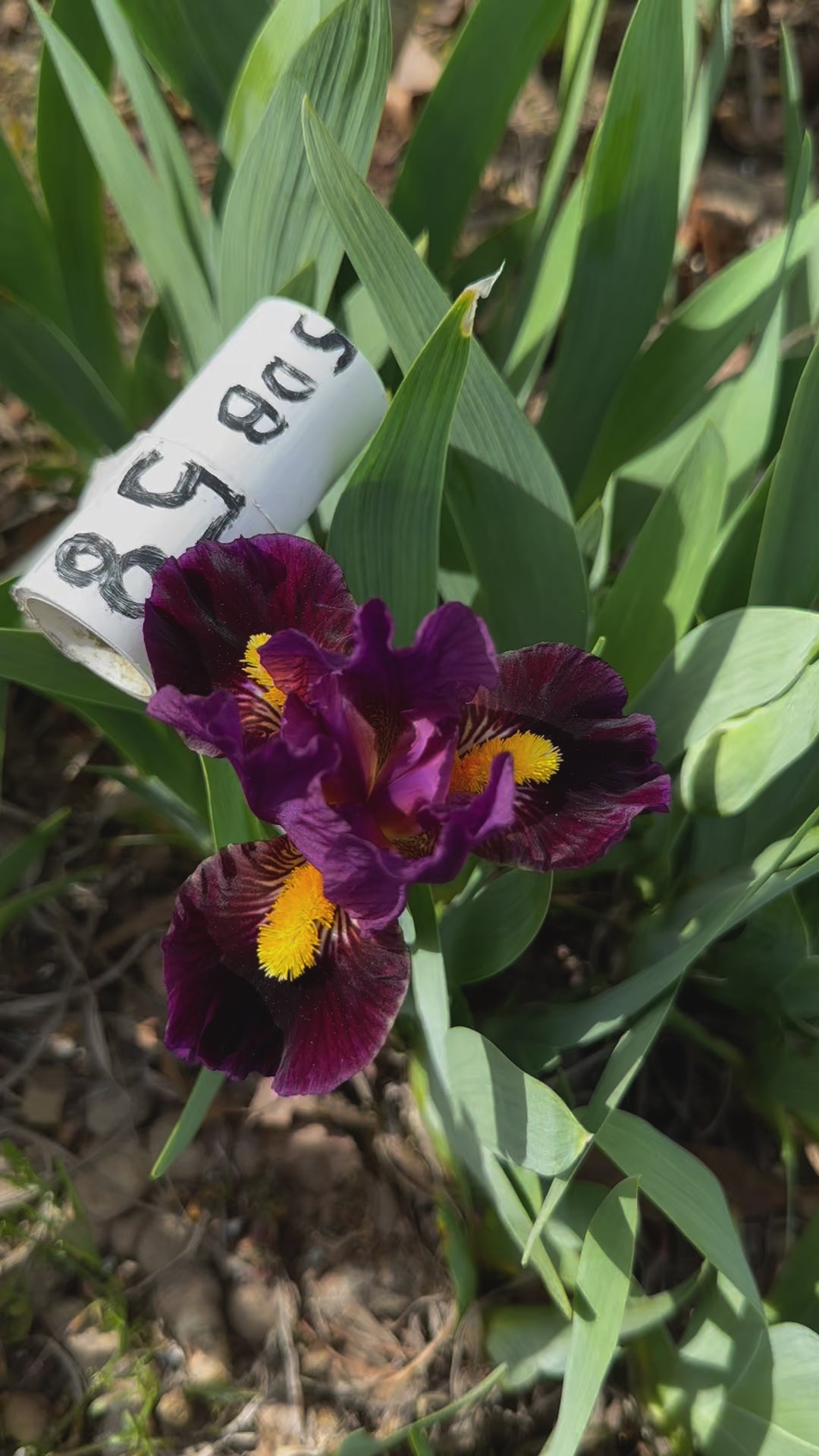 Zap - Standard Dwarf Bearded Iris (SDB) – Exline Iris Garden