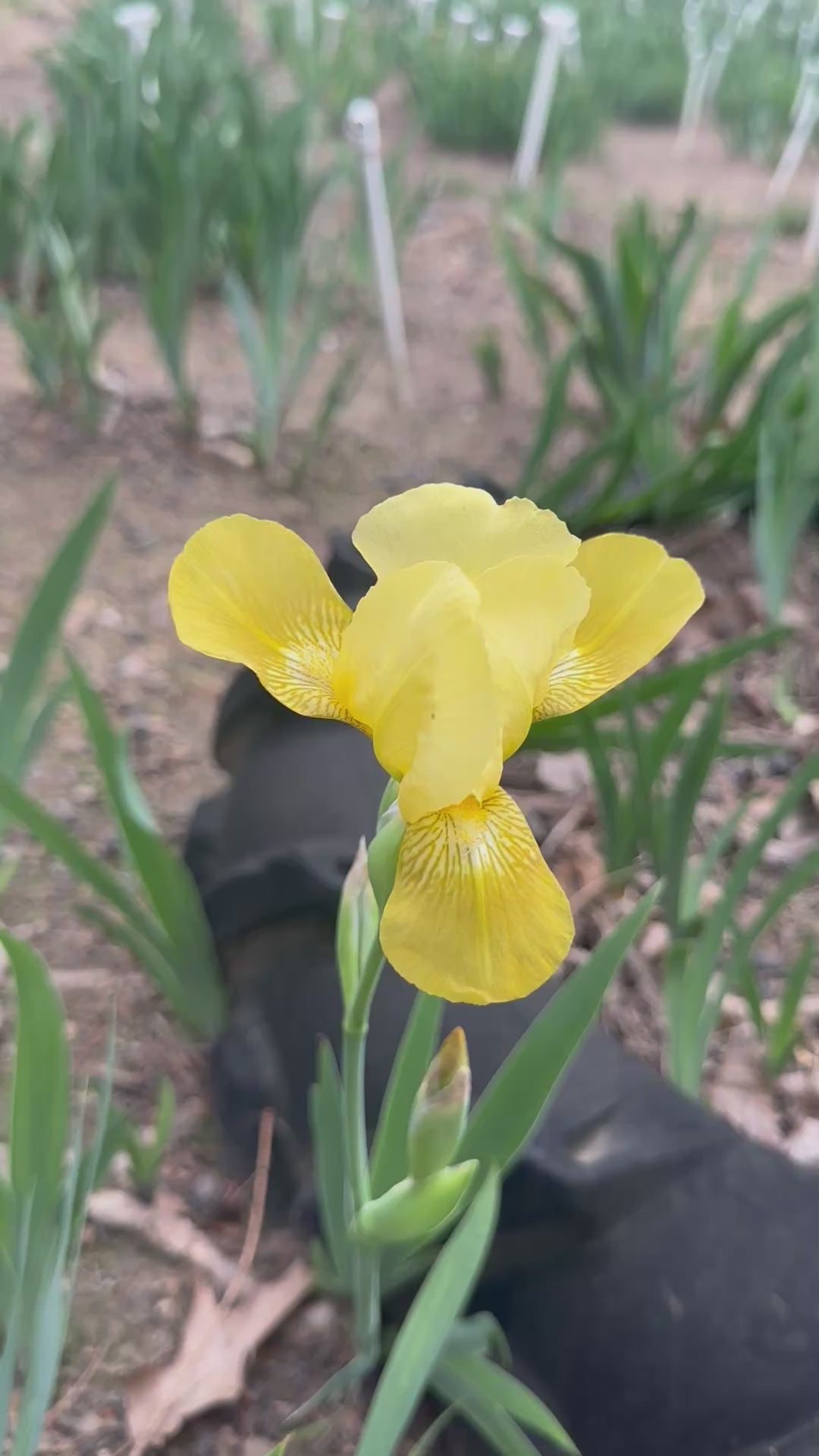 Lady Emma - Miniature Tall Bearded Iris (MTB) – Exline Iris Garden
