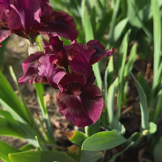 Nut Ruffles - Standard Dwarf Bearded (SDB) Iris