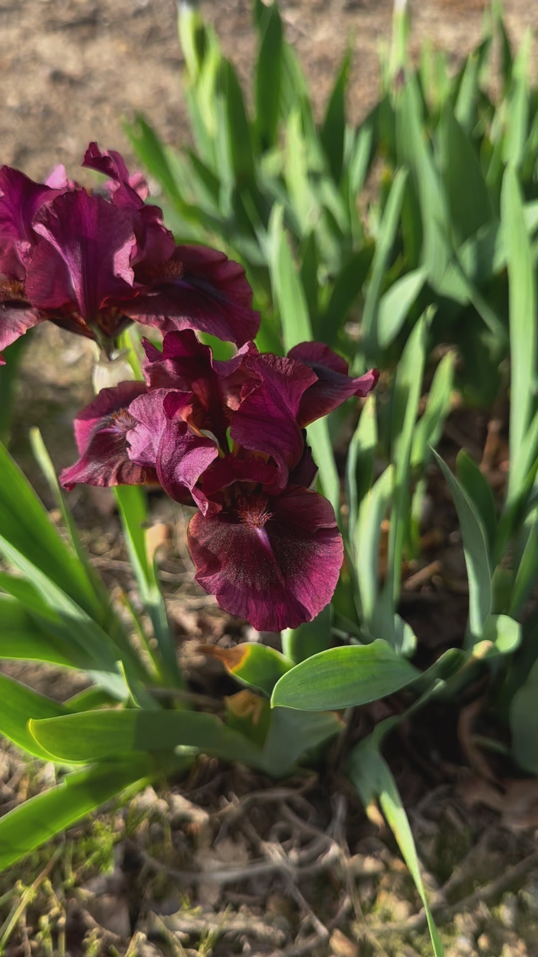 Nut Ruffles - Standard Dwarf Bearded (SDB) Iris