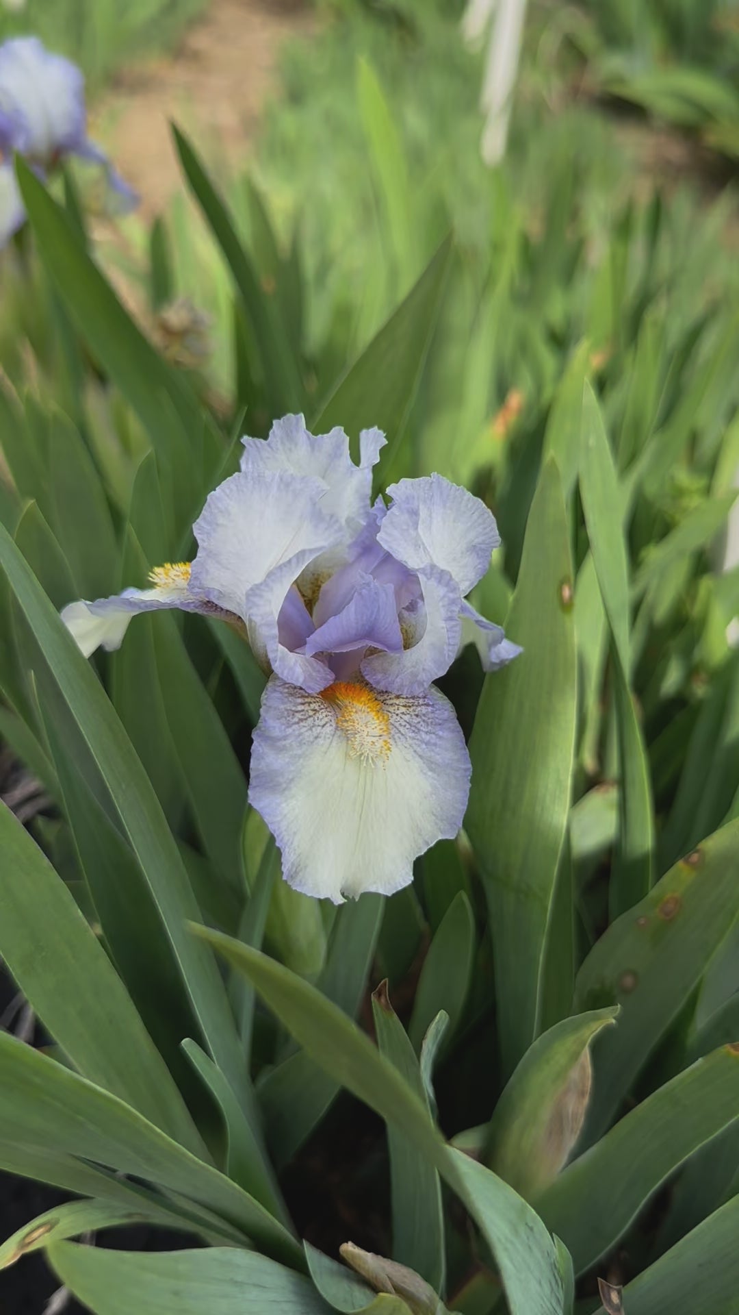 Canadian Kisses - Standard Dwarf Bearded Iris (SDB) – Exline Iris