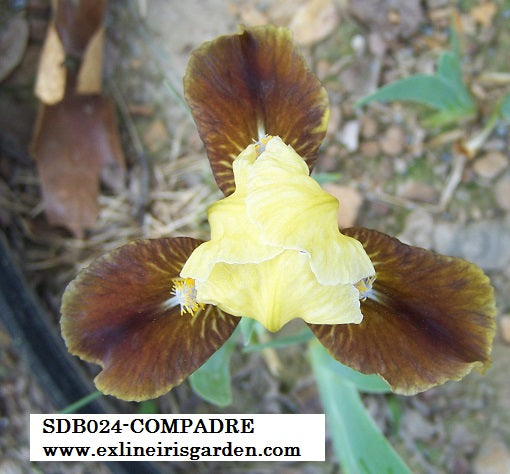 The flower Compadre - Standard Dwarf Bearded Iris (SDB)