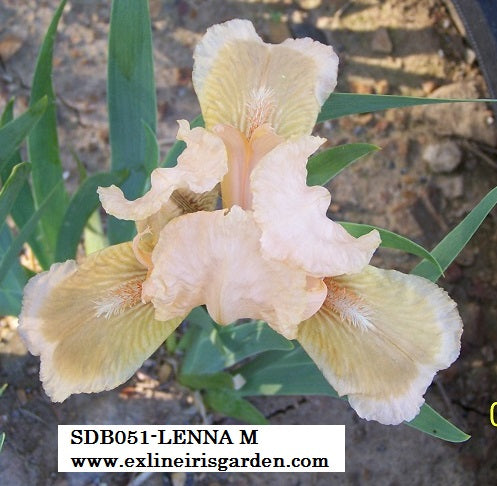 The flower Lenna M - Standard Dwarf Bearded Iris (SDB)