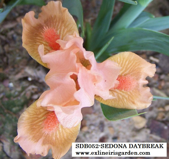 The flower Sedona Daybreak - Standard Dwarf Bearded Iris (SDB)